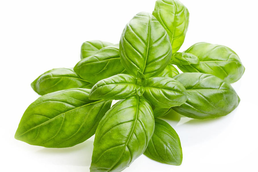 Bouquet de basilic bio