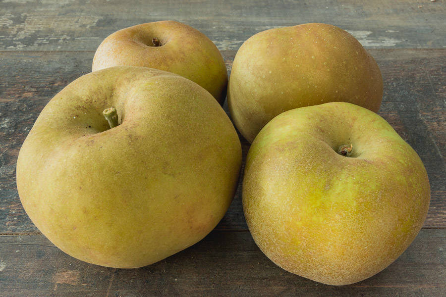 CANADA GRISE pomme bio Adama DAJON 