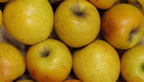 POMME BIO Adama DAJON Var: Goldrush