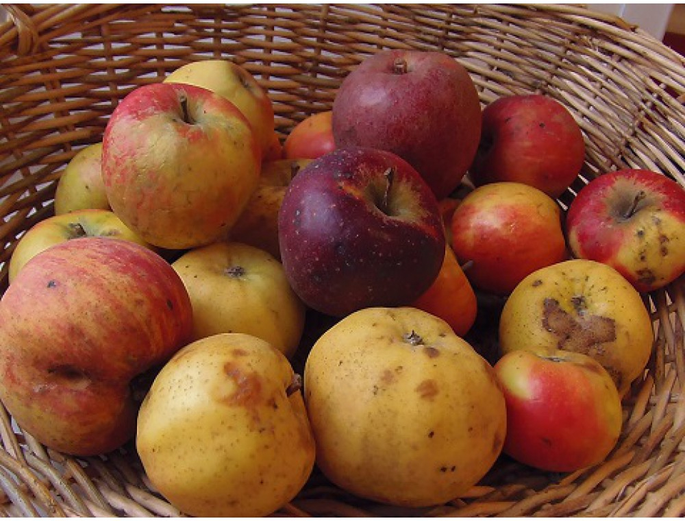 POMME COMPOTE BIO Adama DAJON