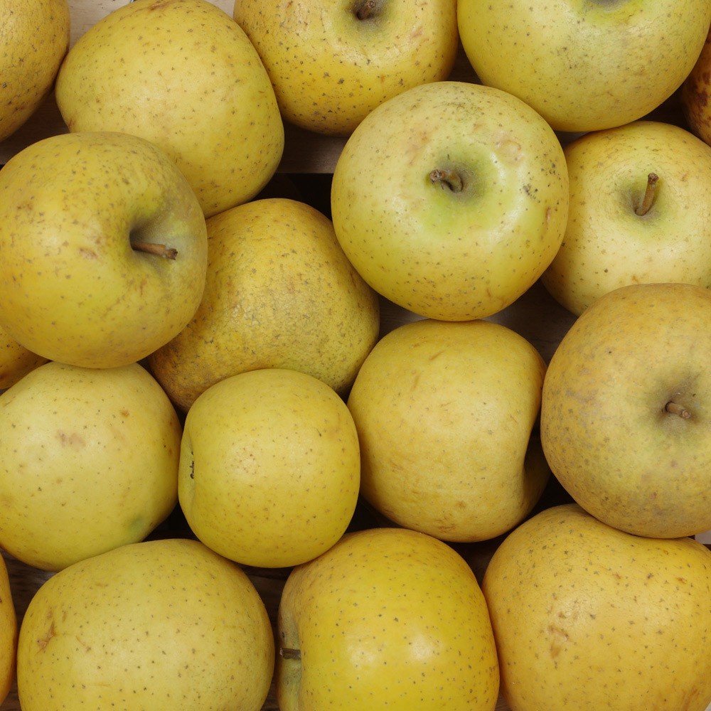 POMME BIO Adama DAJON Var: Chanteclerc