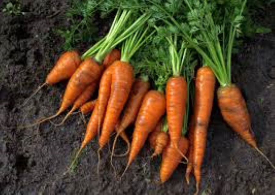 CAROTTES BIO