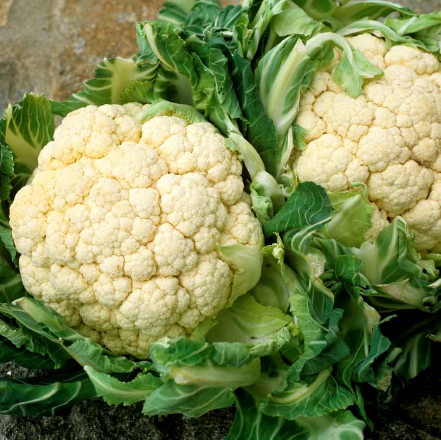 CHOU FLEUR BIO