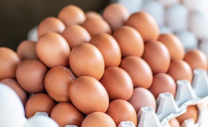 OEUFS BIO x 6 CHARLOTTE